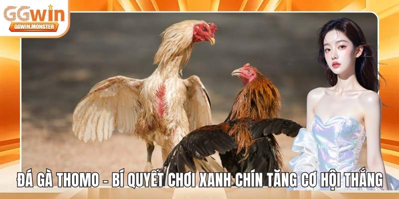 Đá gà Thomo