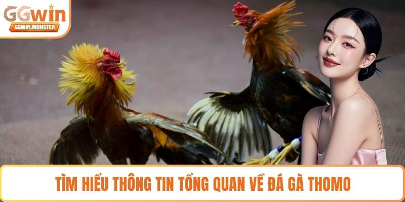 Tìm hiểu thông tin tổng quan về đá gà thomo